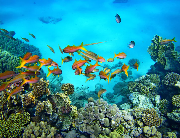 Closeup underwater shot of school of red fish