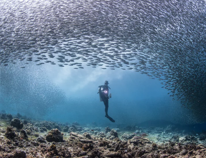 Diver in a school of sardines