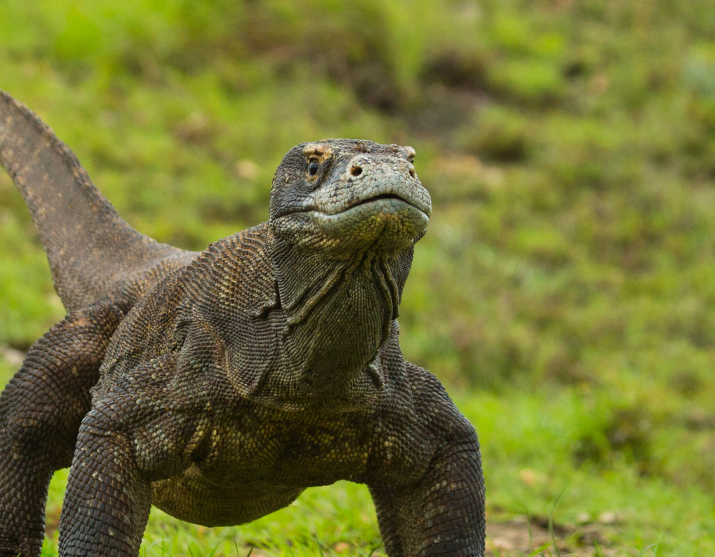 Komodo National Park Tours