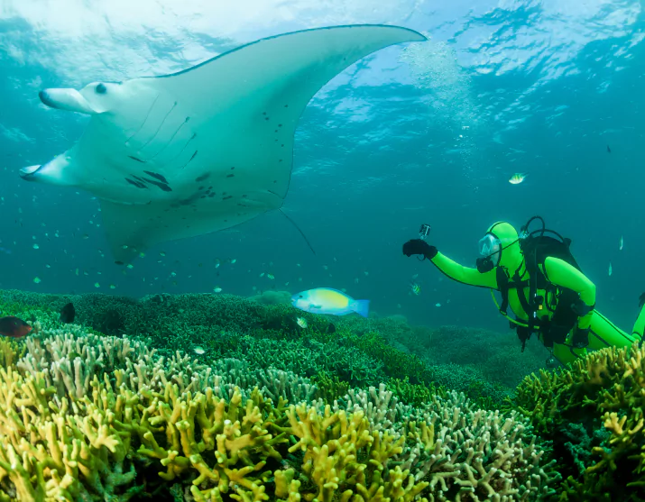 Diver with reef manta