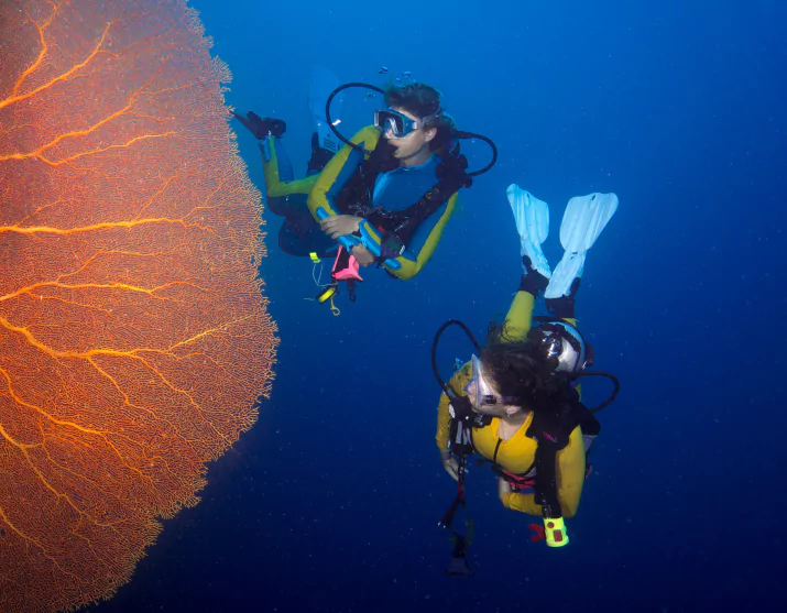 Scuba divers in coral reef